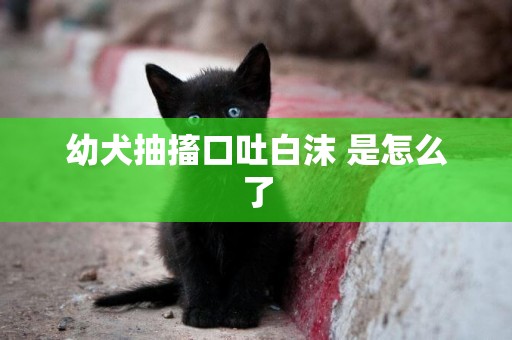 幼犬抽搐口吐白沫 是怎么了