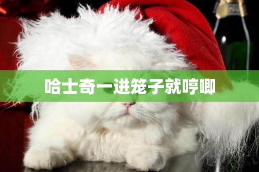 哈士奇一進籠子就哼唧