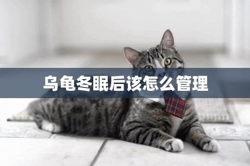 烏龜冬眠后該怎么管理