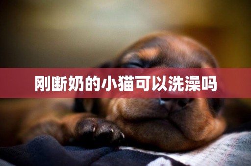剛斷奶的小貓可以洗澡嗎