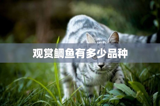 觀賞鯛魚有多少品種