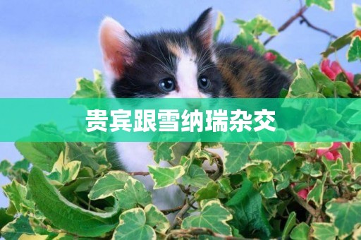 貴賓跟雪納瑞雜交