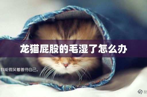 龍貓屁股的毛濕了怎么辦