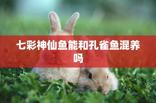七彩神仙魚能和孔雀魚混養嗎