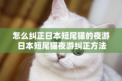 怎么糾正日本短尾貓的夜游 日本短尾貓夜游糾正方法