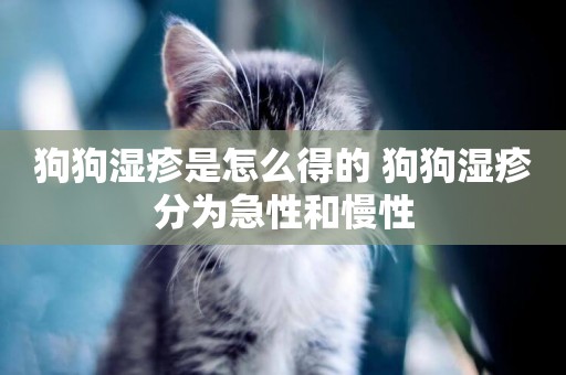 狗狗濕疹是怎么得的 狗狗濕疹分為急性和慢性