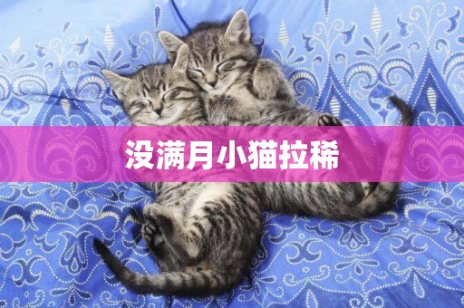 沒滿月小貓拉稀