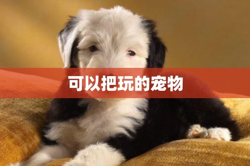 可以把玩的寵物