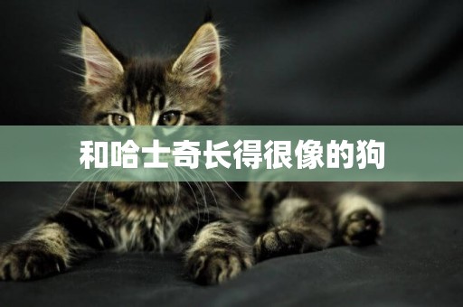 和哈士奇長得很像的狗