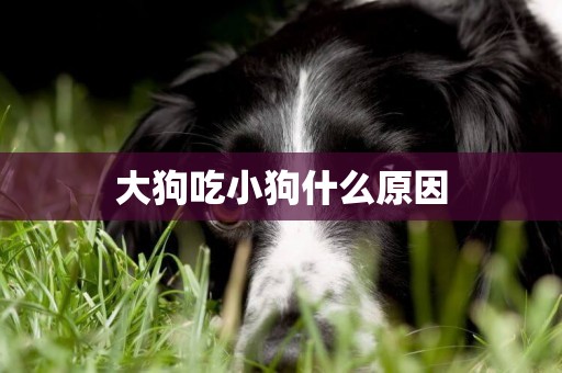 大狗吃小狗什么原因