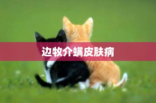 邊牧介螨皮膚病