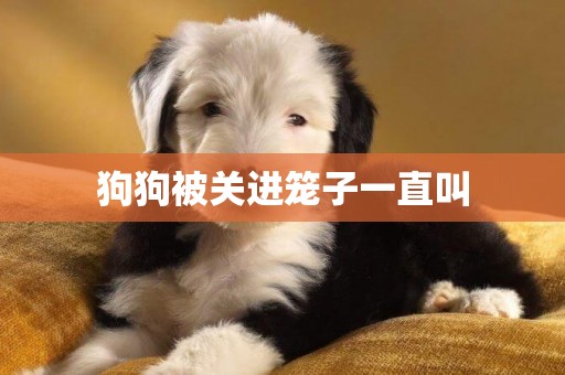 狗狗被關進籠子一直叫