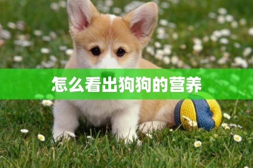 怎么看出狗狗的營養
