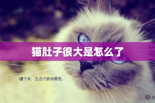 貓肚子很大是怎么了