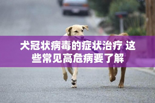 犬冠狀病毒的癥狀治療 這些常見高危病要了解