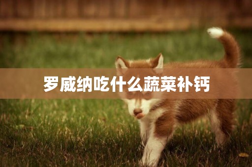 羅威納吃什么蔬菜補鈣