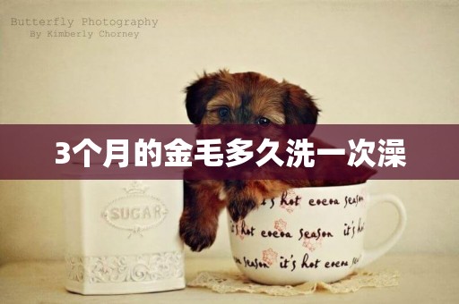 3個月的金毛多久洗一次澡