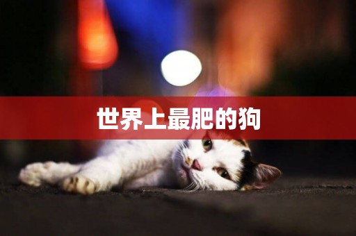 世界上最肥的狗