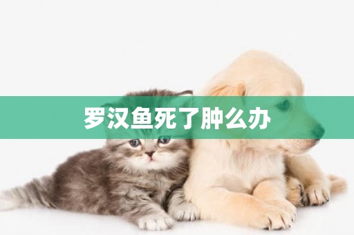 羅漢魚死了腫么辦