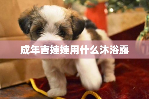 成年吉娃娃用什么沐浴露
