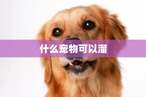 什么寵物可以溜
