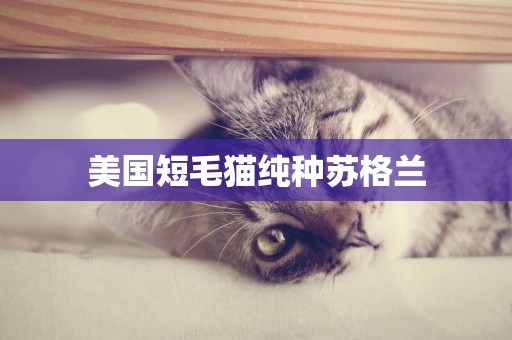 美國短毛貓純種蘇格蘭