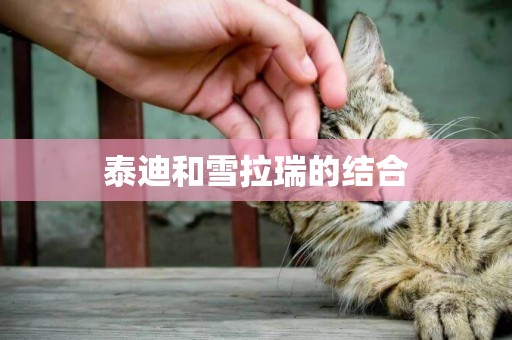 泰迪和雪拉瑞的結合