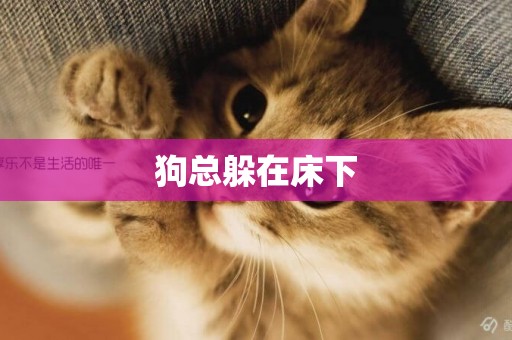狗總躲在床下