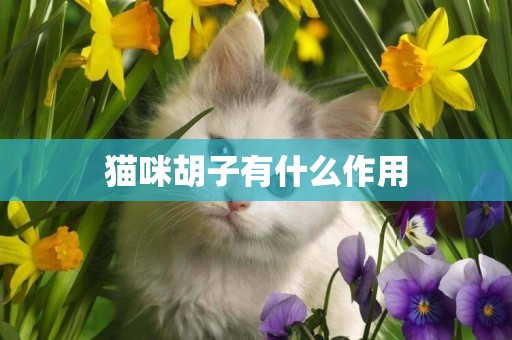 貓咪胡子有什么作用