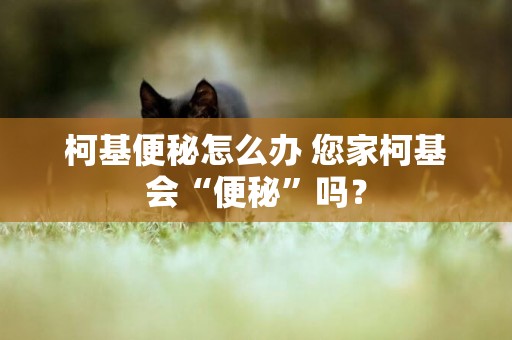 柯基便秘怎么辦 您家柯基會“便秘”嗎？