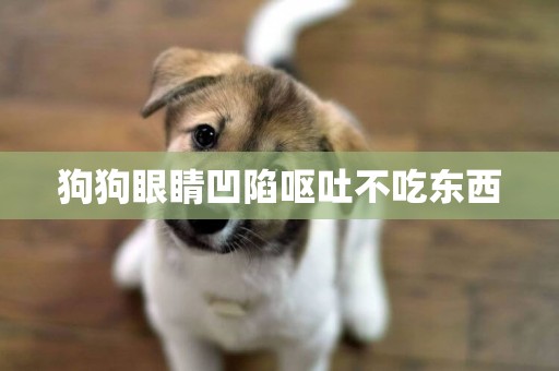 狗狗眼睛凹陷嘔吐不吃東西