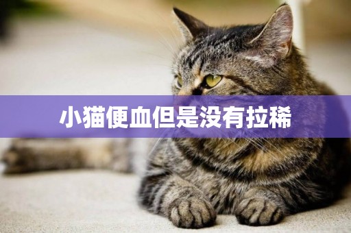 小貓便血但是沒有拉稀