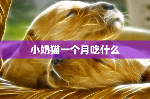 小奶貓一個月吃什么