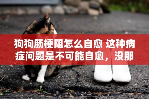 狗狗腸梗阻怎么自愈 這種病癥問題是不可能自愈，沒那么神