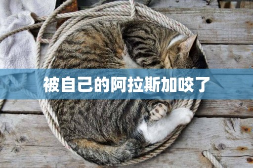 被自己的阿拉斯加咬了