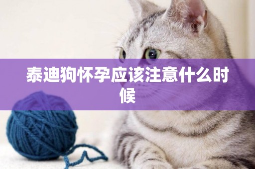 泰迪狗懷孕應該注意什么時候