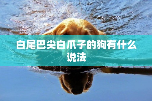 白尾巴尖白爪子的狗有什么說法