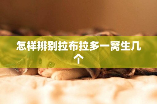 怎樣辨別拉布拉多一窩生幾個