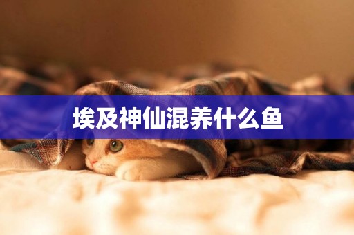 埃及神仙混養什么魚