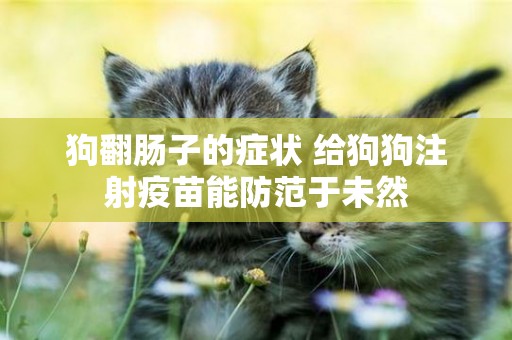 狗翻腸子的癥狀 給狗狗注射疫苗能防范于未然 狗翻腸子的癥狀 給狗狗注射疫苗能防范于未然