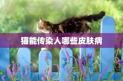 貓能傳染人哪些皮膚病