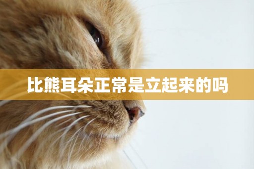 比熊耳朵正常是立起來的嗎