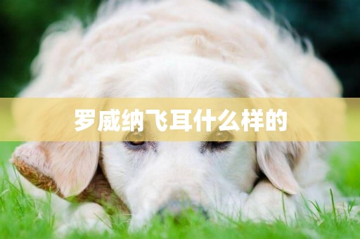 羅威納飛耳什么樣的
