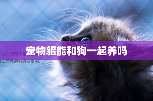 寵物貂能和狗一起養嗎