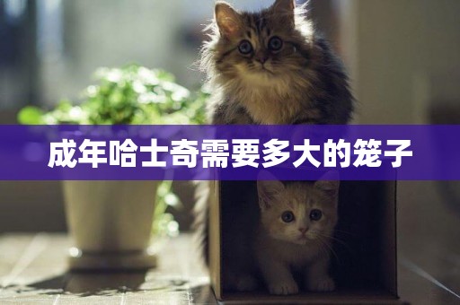成年哈士奇需要多大的籠子