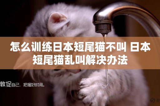 怎么訓練日本短尾貓不叫 日本短尾貓亂叫解決辦法
