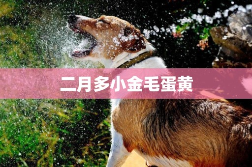 二月多小金毛蛋黃