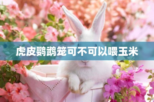 虎皮鸚鵡籠可不可以喂玉米
