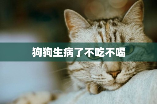 狗狗生病了不吃不喝