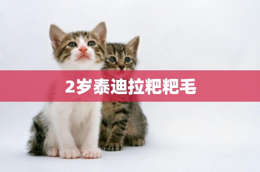2歲泰迪拉粑粑毛
